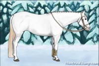 Horse Color:Buckskin Near Leopard