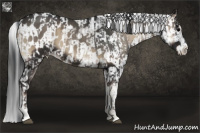 Horse Color:Blue Onyx and Gray Blue Onyx Appaloosa