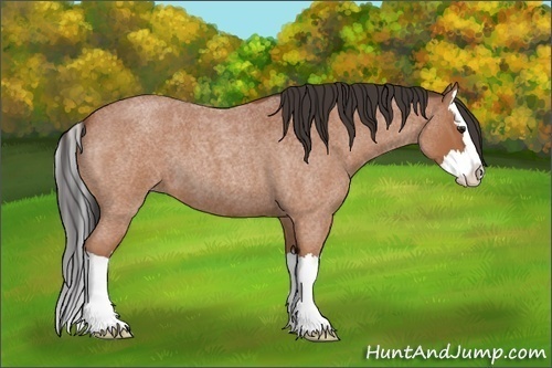 Horse Color:Bay Roan Splash 