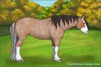Horse Color:Bay Roan Splash