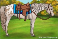Horse Color:Black Pearl Appaloosa