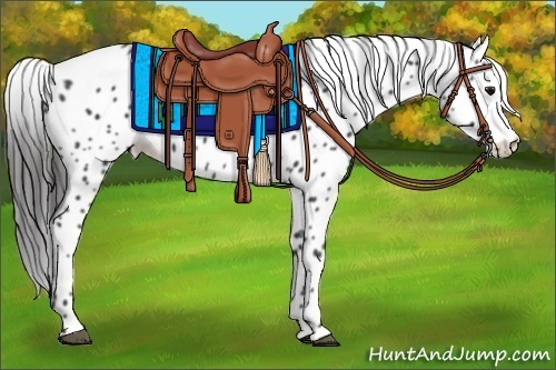 Horse Color:Black Appaloosa 