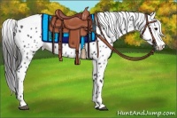 Horse Color:Black Appaloosa