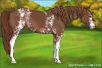 Horse Color:White Spotted Chestnut 