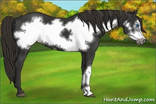 Horse Color:Liver Chestnut Frame