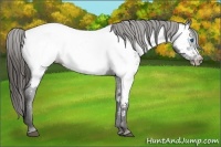 Horse Color:Liver Chestnut Frame Appaloosa 
