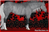 Horse Color:Silver Black Chinchilla Rabicano