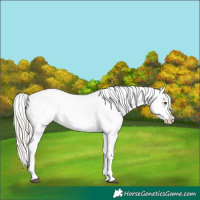 Horse Color:White Spotted Silver Buckskin Appaloosa  and White Spotted Silver Amber Cream Champagne Appaloosa 