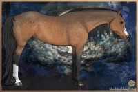 Horse Color:Buckskin 