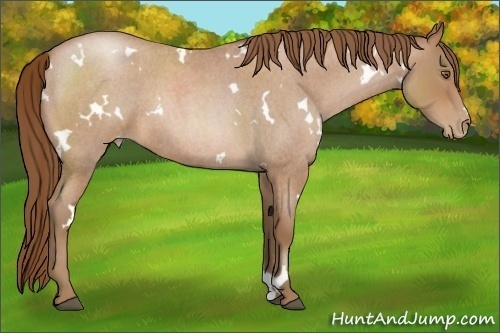 Horse Color:White Spotted Brown Roan Pearl 