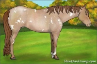 Horse Color:White Spotted Brown Roan Pearl