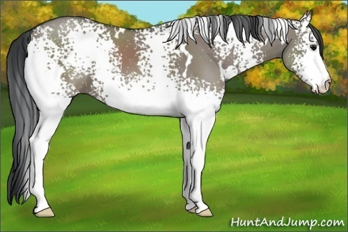 Horse Color:White Spotted Grullo
