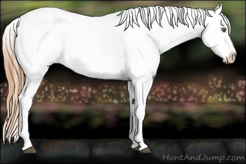 Horse Color:White Spotted Brown Pearl Appaloosa 