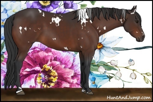 Horse Color:White Spotted Bay Sabino