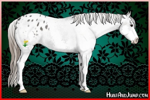 Horse Color:Black Splash Appaloosa 