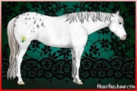 Horse Color:Black Splash Appaloosa 