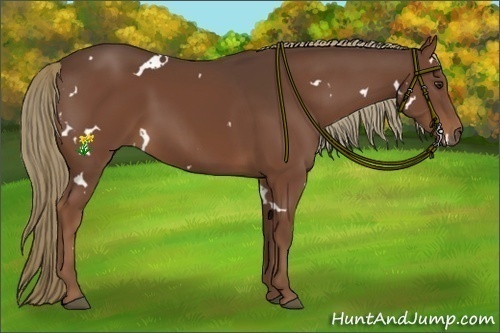 Horse Color:White Spotted Liver Chestnut