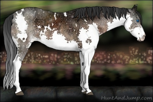 Horse Color:White Spotted Bay Ice Sabino Splash