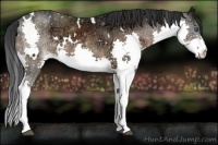 Horse Color:White Spotted Bay Ice Sabino Splash