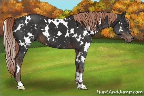 Horse Color:White Spotted Liver Chestnut 