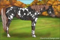 Horse Color:White Spotted Liver Chestnut 