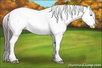 Horse Color:Liver Chestnut Sabino Splash Appaloosa 