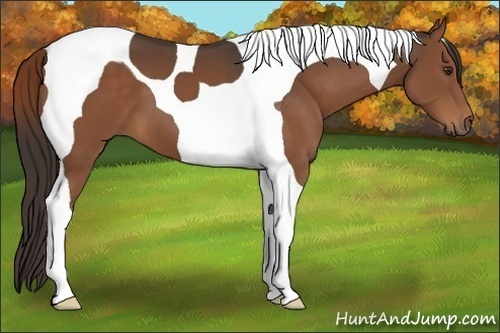 Horse Color:Liver Chestnut Tobiano 