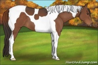Horse Color:Liver Chestnut Tobiano