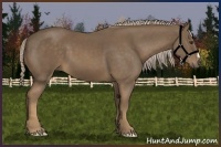 Horse Color:Chocolate Palomino 