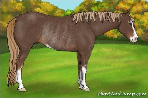 Horse Color:Liver Chestnut Sabino Rabicano 