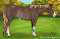 Horse Color:Liver Chestnut Sabino Rabicano