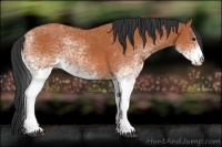 Horse Color:White Spotted Bay Sabino Rabicano