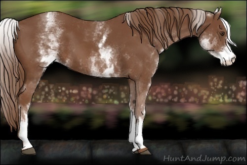 Horse Color:White Spotted Chestnut 