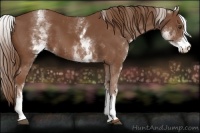 Horse Color:White Spotted Chestnut 