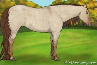 Horse Color:Red Dun Roan 