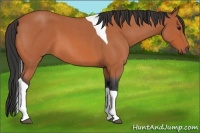 Horse Color:Bay Roan Tobiano