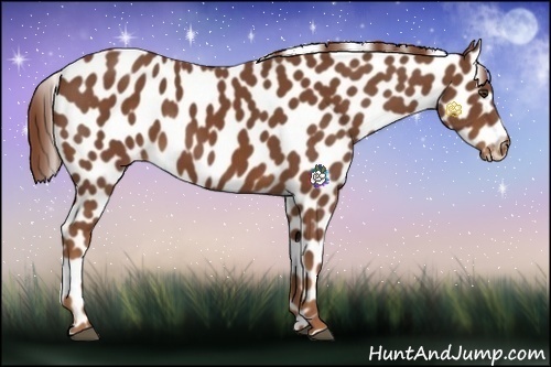 Horse Color:Chestnut Appaloosa 