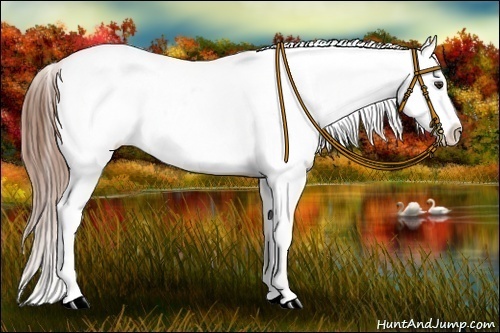 Horse Color:Chestnut Appaloosa 