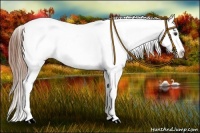 Horse Color:Chestnut Appaloosa 