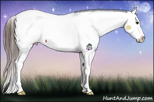 Horse Color:Bay Near Fewspot