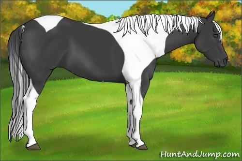 Horse Color:Smoky Black Tobiano 