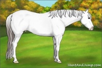 Horse Color:Brown Appaloosa 
