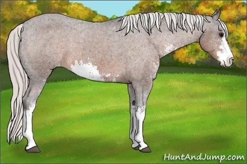 Horse Color:Silver Bay Sabino Appaloosa 