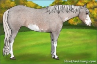 Horse Color:Silver Bay Sabino Appaloosa 