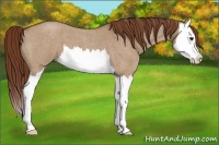 Horse Color:Red Dun Roan Splash 