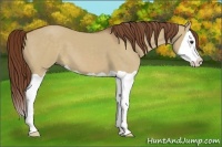 Horse Color:Red Dun Splash 