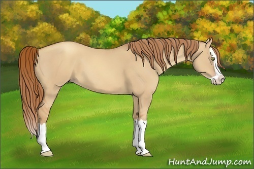 Horse Color:Gold Champagne Dun Splash