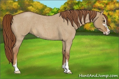 Horse Color:Red Dun Roan Sabino 