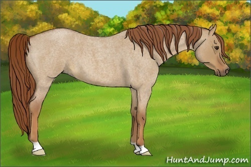 Horse Color:Red Dun Roan 