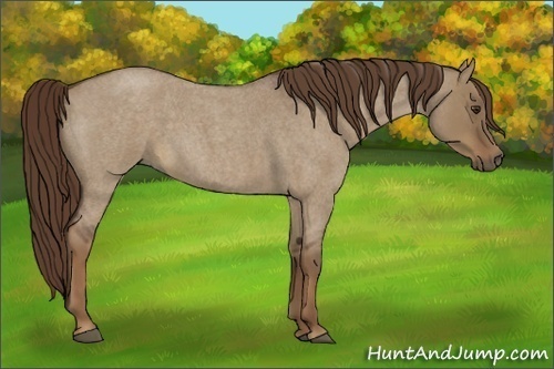 Horse Color:Liver Red Dun Roan 